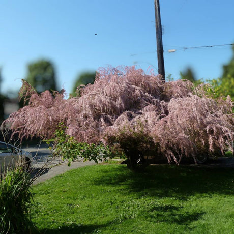 Broad low Tamarix tetrandra canopy densely covered with pink flower sprays.