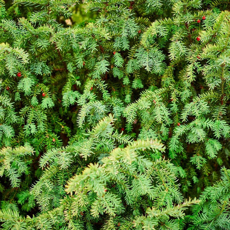 Close-up of dense fresh green Taxus baccata needles and branching shoots.