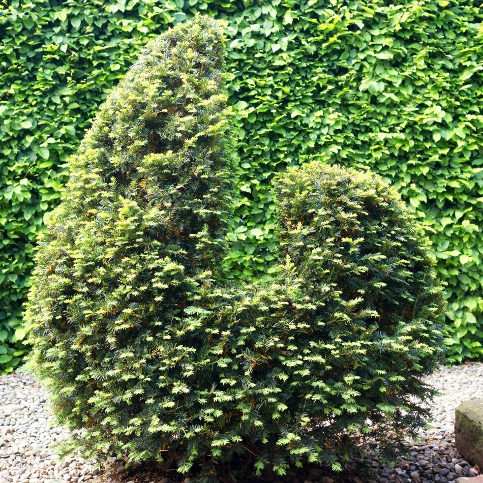 Pair of mature Taxus baccata clipped into rounded topiary mounds.