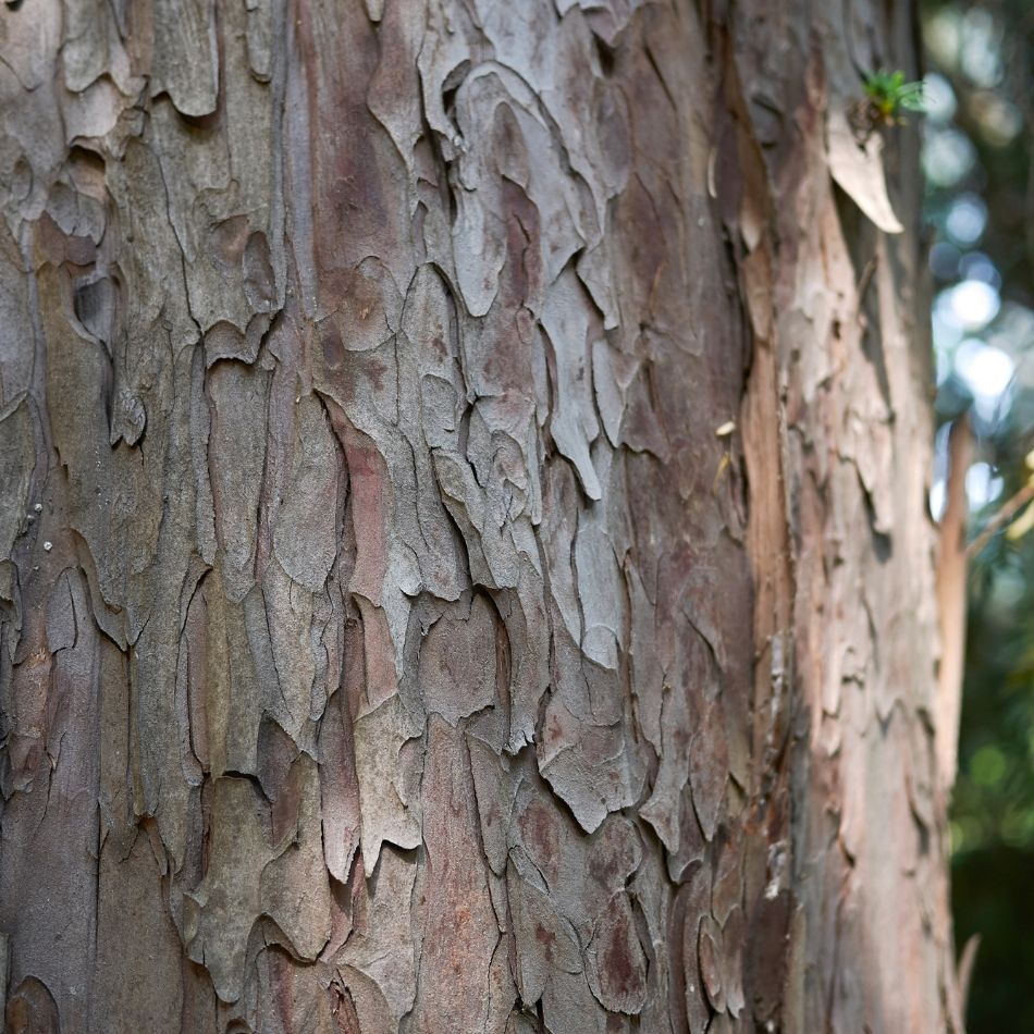 Taxus baccata