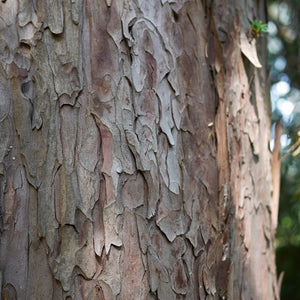 Taxus baccata