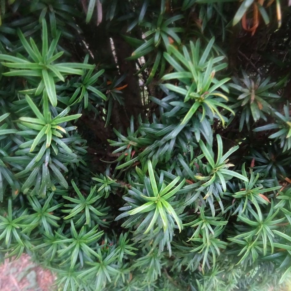 Taxus baccata ‘Fastigiata’