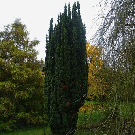 Mature Taxus baccata ‘Fastigiata’ forming a dark, tightly upright column in parkland.