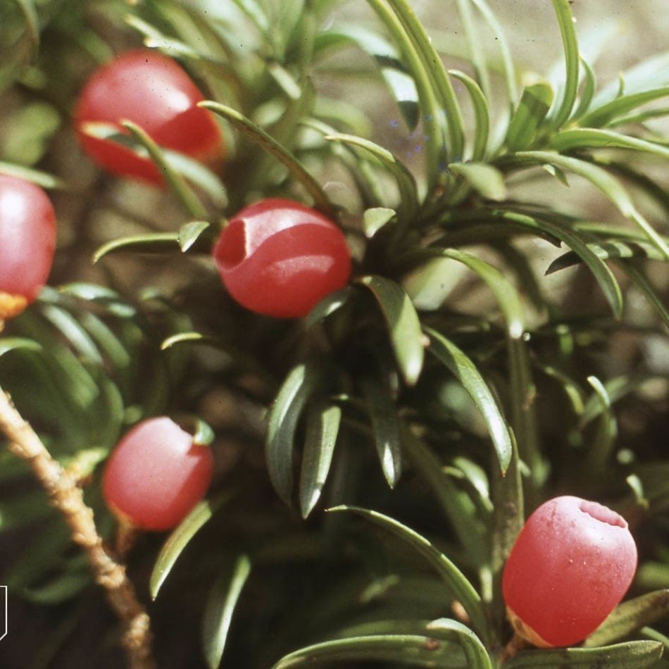 Taxus baccata ‘Fastigiata’