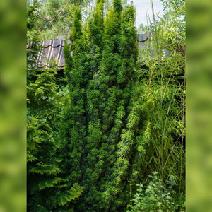 Taxus baccata ‘Fastigiata’
