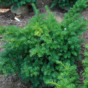 Taxus × media ‘Densiformis’