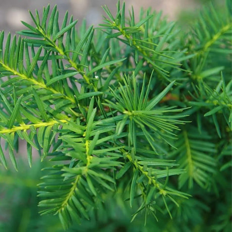Close-up of flat dark green Taxus × media ‘Densiformis’ needles and fresh growth.