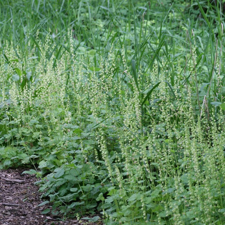 Drift of Tellima grandiflora bearing many upright pale green flower spikes.