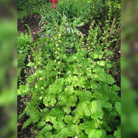 Tellima grandiflora clump with lobed green leaves and tall slender flower spikes.
