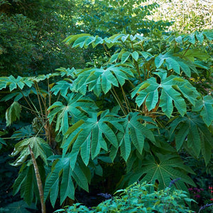 Tetrapanax papyrifer ‘Rex’