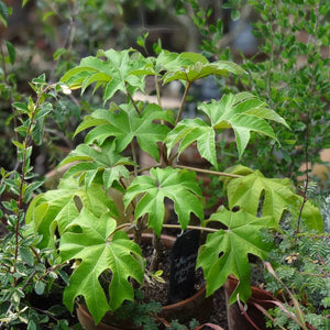 Tetrapanax papyrifer ‘Rex’