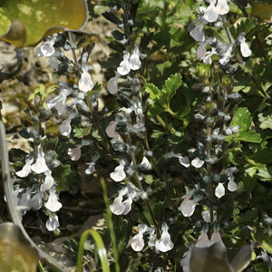 Teucrium chamaedrys ‘Album’