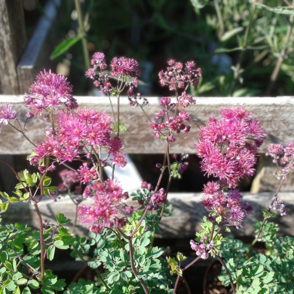 Thalictrum aquilegiifolium ‘Thundercloud’