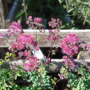 Thalictrum aquilegiifolium ‘Thundercloud’