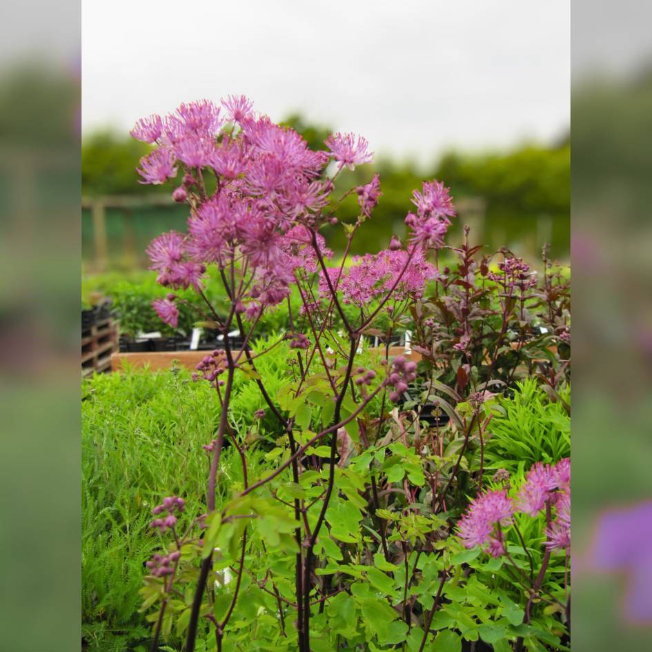 Thalictrum ‘Black Stockings’