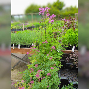 Thalictrum ‘Black Stockings’