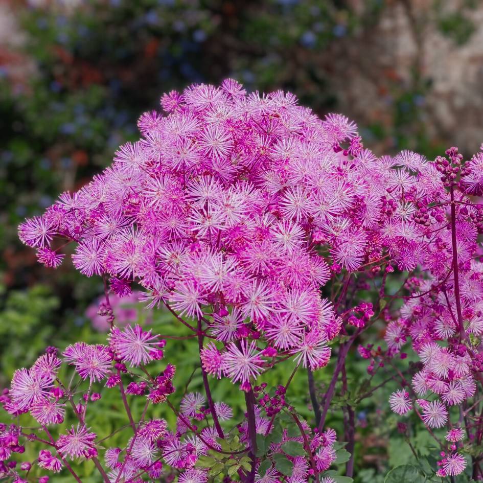 Thalictrum ‘Little Pinkie’