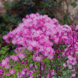 Thalictrum ‘Little Pinkie’