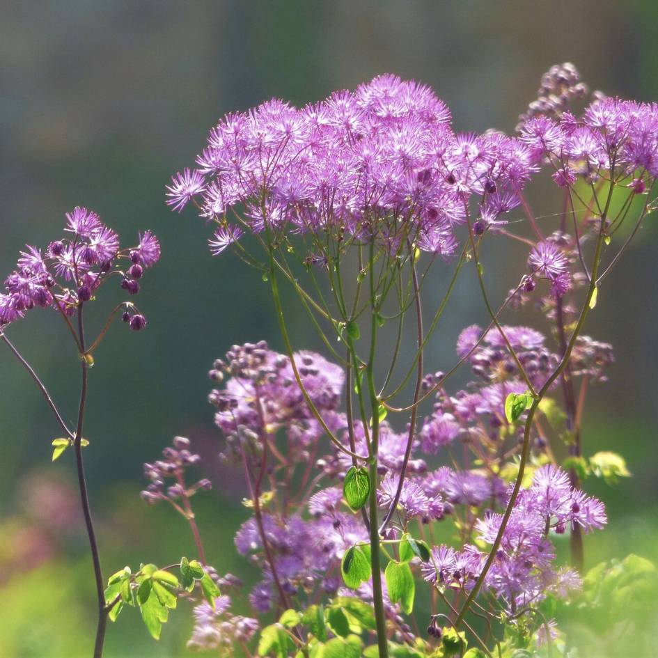 Thalictrum ‘Purplelicious’