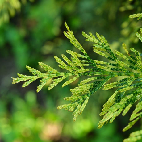 Thuja occidentalis ‘Brabant’