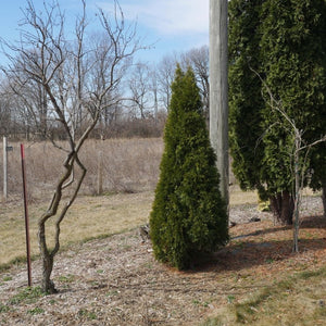 Thuja occidentalis ‘Smaragd’