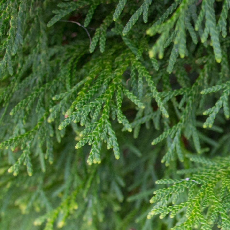Thuja occidentalis ‘Smaragd’