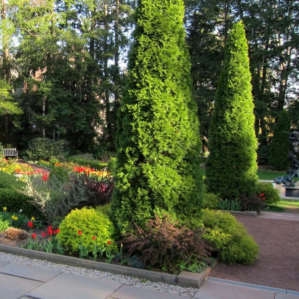 Thuja occidentalis ‘Smaragd’