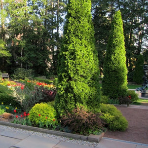 Thuja occidentalis ‘Smaragd’