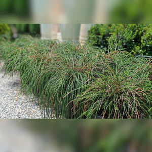 Thuja plicata ‘Whipcord’