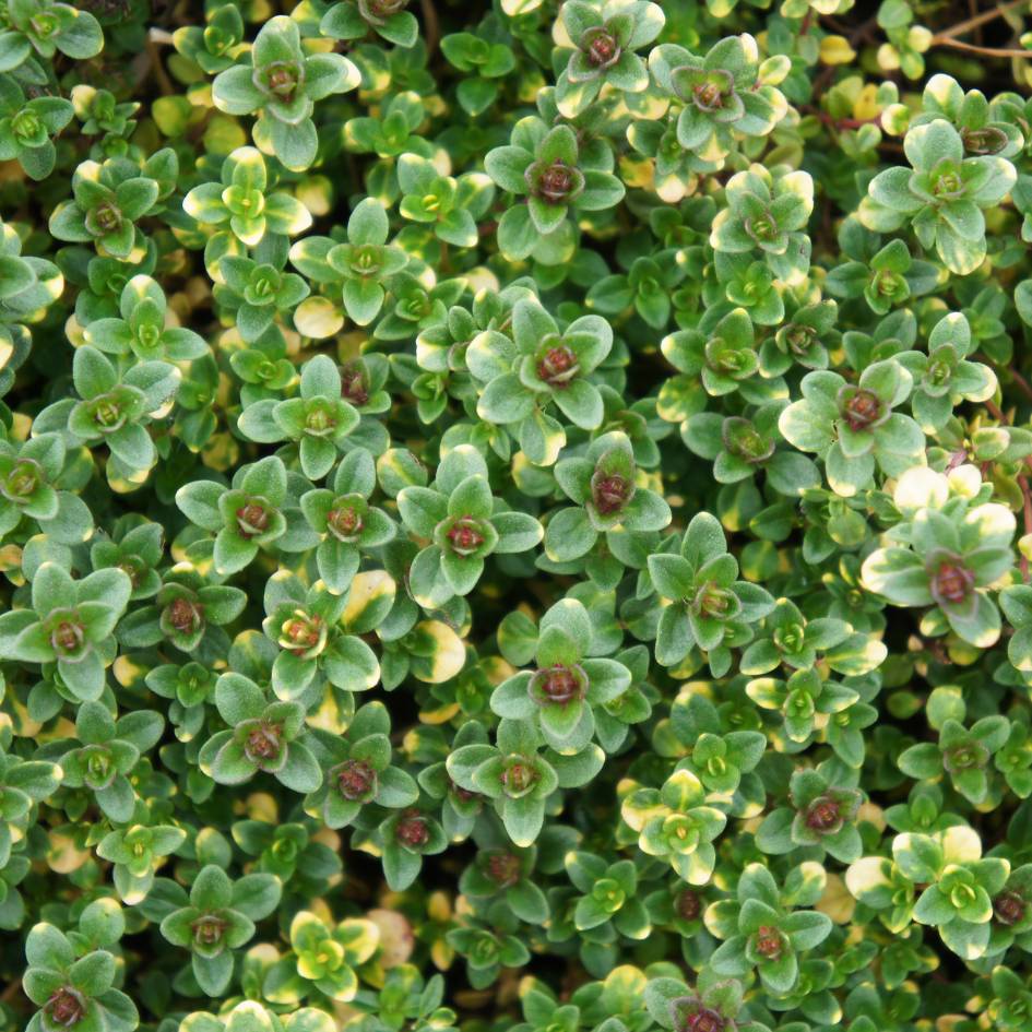 Thymus ‘Doone Valley’