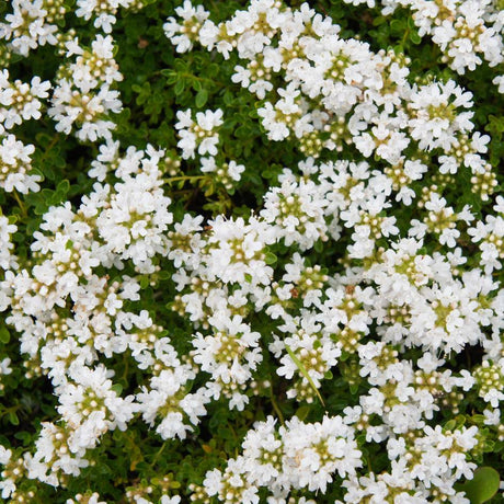 Thymus praecox ‘Albiflorus’
