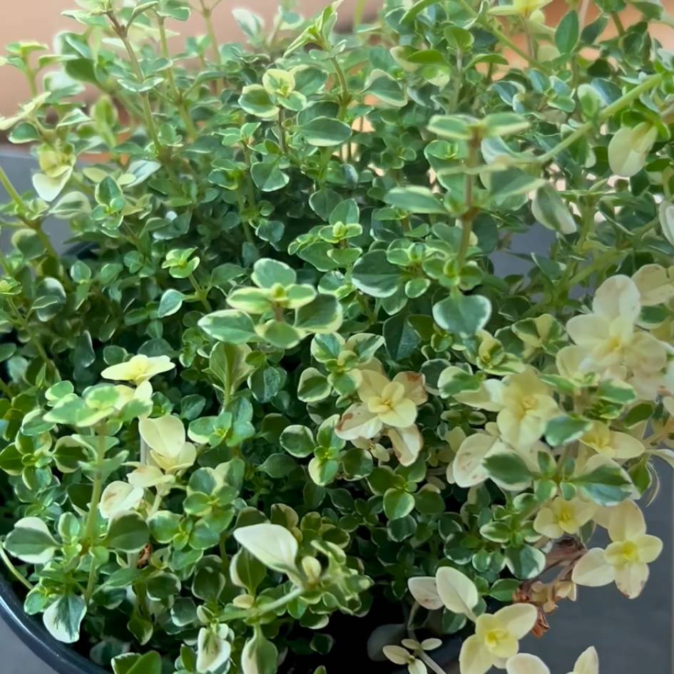 Thymus pulegioides ‘Foxley’