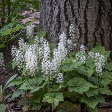 Tiarella cordifolia flowering in a woodland setting at the base of a tree trunk.