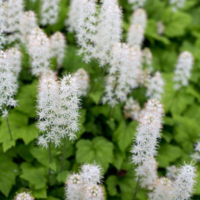 Upright creamy-white bottlebrush flower spikes on Tiarella cordifolia.