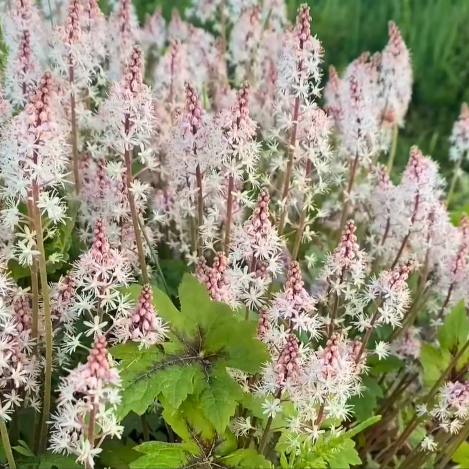 Tiarella ‘Jeepers Creepers’