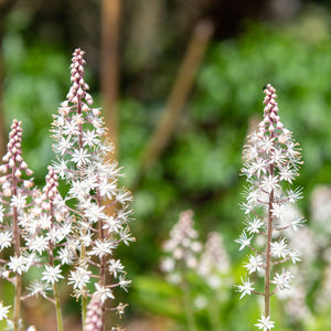 Slender starry white Tiarella ‘Spring Symphony’ flower spikes with pink buds.