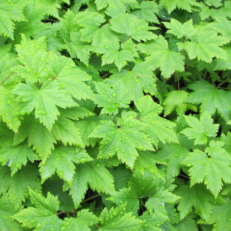 Dense carpet of bright green, deeply lobed Tiarella ‘Spring Symphony’ foliage.