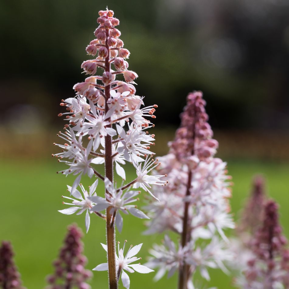Pink-flushed white flower spikes on Tiarella ‘Spring Symphony’.
