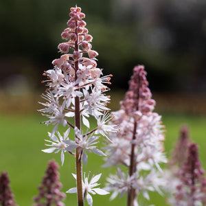 Pink-flushed white flower spikes on Tiarella ‘Spring Symphony’.