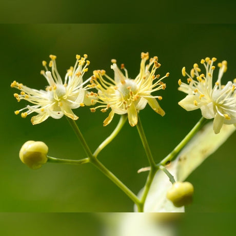 Close-up of pale yellow Tilia × europaea ‘Pallida’ flowers and round buds.