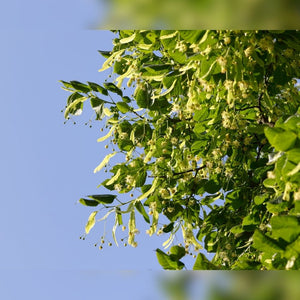 Leafy Tilia × europaea ‘Pallida’ branch with pale hanging flower clusters.