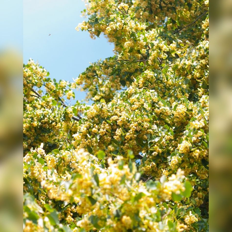 Abundant creamy-yellow Tilia × europaea ‘Pallida’ flower clusters among green leaves.