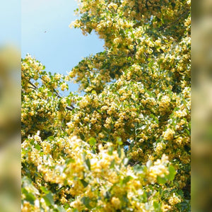 Abundant creamy-yellow Tilia × europaea ‘Pallida’ flower clusters among green leaves.