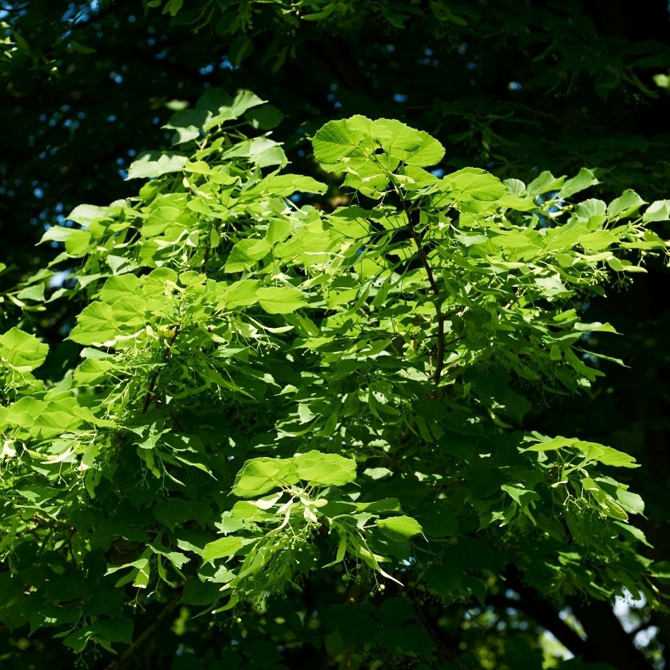 Sunlit canopy of heart-shaped green leaves on Tilia × europaea ‘Pallida’.
