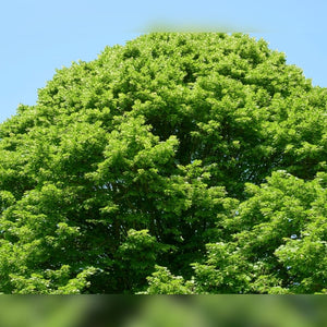 Mature Tilia × europaea ‘Pallida’ forming a broad dome of bright green foliage.