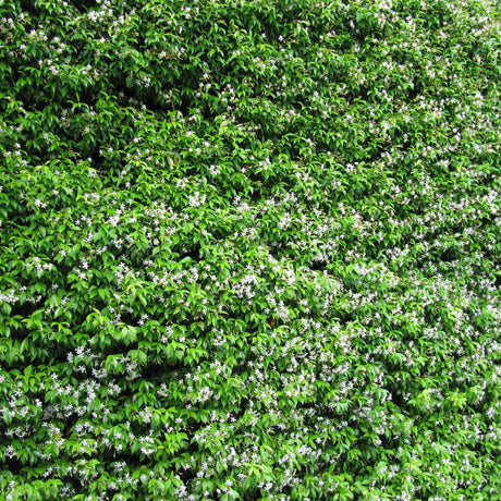 Trachelospermum asiaticum ‘Pink Showers’