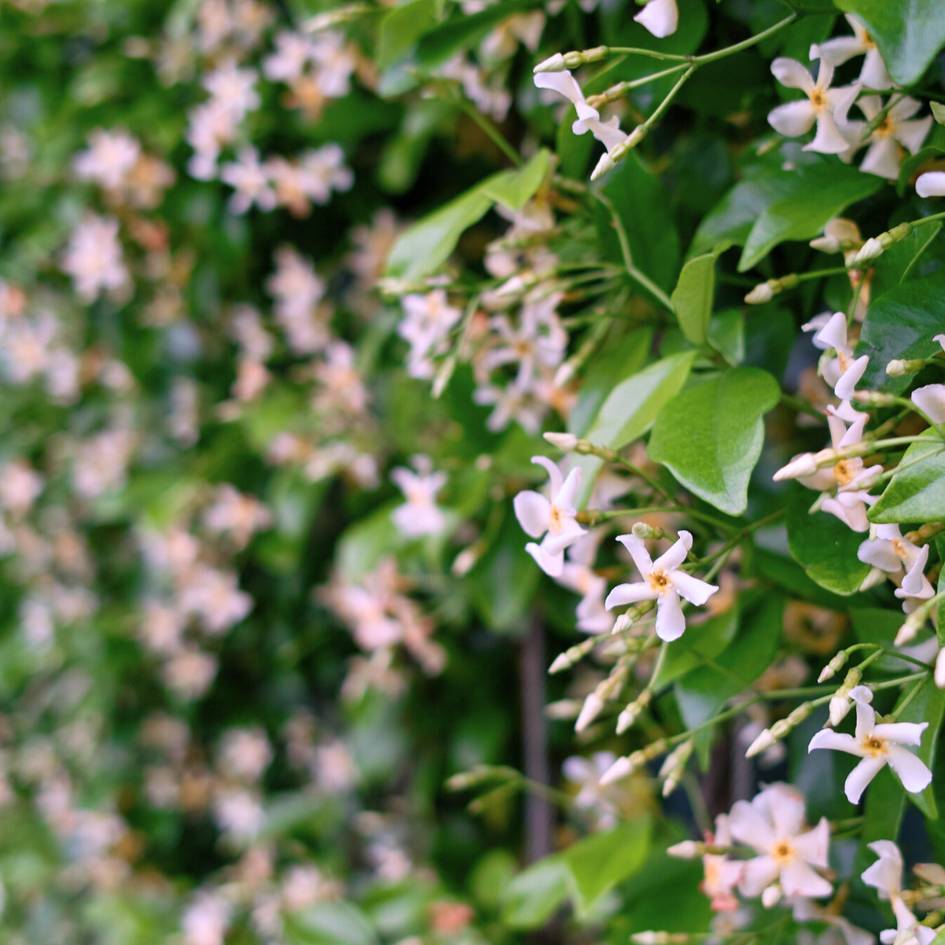 Trachelospermum asiaticum ‘Pink Showers’