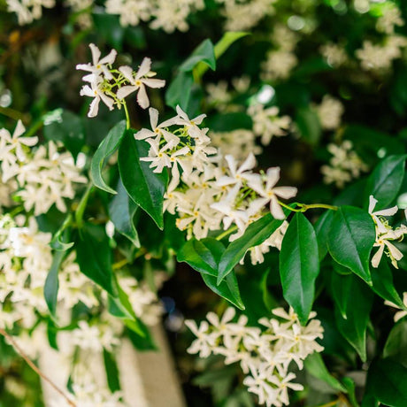 Flowering Trachelospermum jasminoides vine with white starry blooms among glossy leaves.