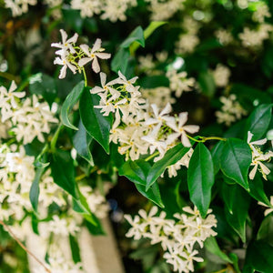 Trachelospermum jasminoides (Pleached)