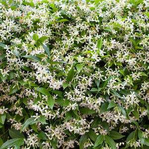 Trachelospermum jasminoides (Pleached)